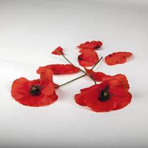 ANZAC poppy