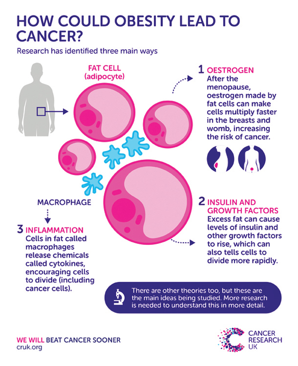 Ai Obesity Womb Cancer graphic